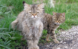 Cat or Kitten Spay Neuter