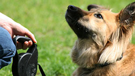 Dog Training Camp