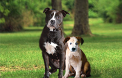 Dog and Puppies Over 40 Lbs.