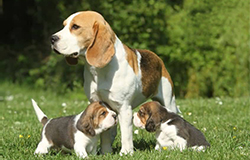Dog and Puppies Under 40 Lbs.