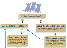 Kitten Flowchart