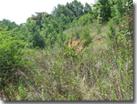 Overgrown Vegetation In A Detention Basin