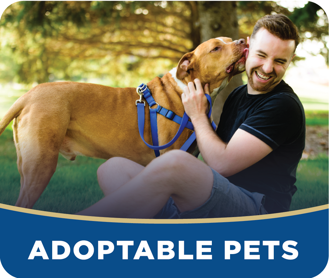 Adoptable Pets