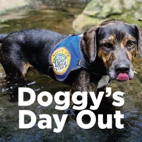 Doggys Day Out