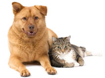 Adopt Me Today!