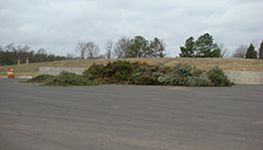 Christmas Trees for Recycling